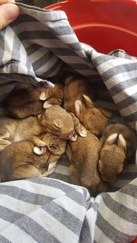 Jonge konijnen